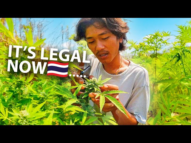 Isan Thai Growing Weed In Rural Thailand🇹🇭