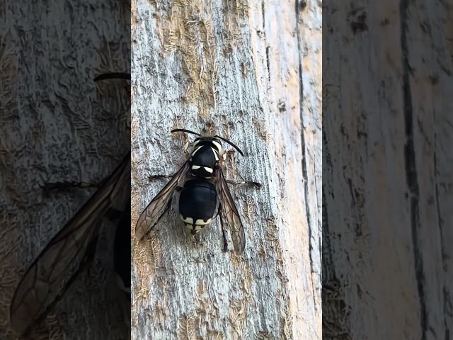 Beautiful Bald-Faced Hornets 🐝 #relaxing #nature #hornet #insects  #park #youtube #shortsfeed