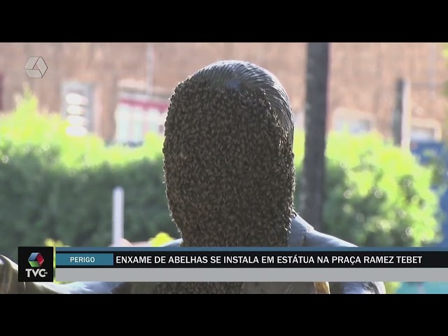 Enxame de abelhas se instala em estátua na praça Ramez Tebet