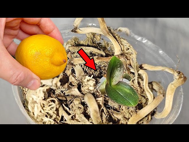 It's that easy! The best way to revive withered orchids! Anyone can do it!