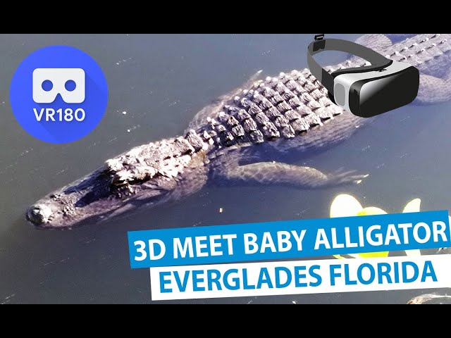 Meet Animals - American Alligator 3D 180° [VR180]