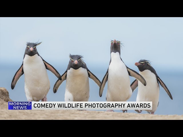 Comedy Wildlife Photography Awards