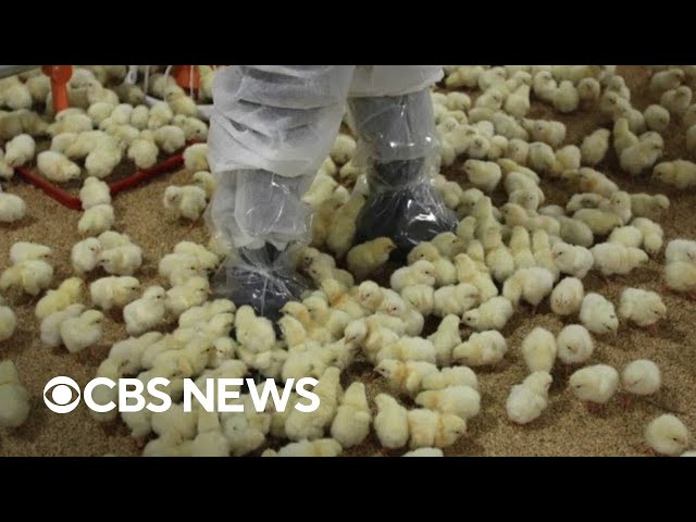 New York temporarily shuts down some poultry markets over bird flu concerns