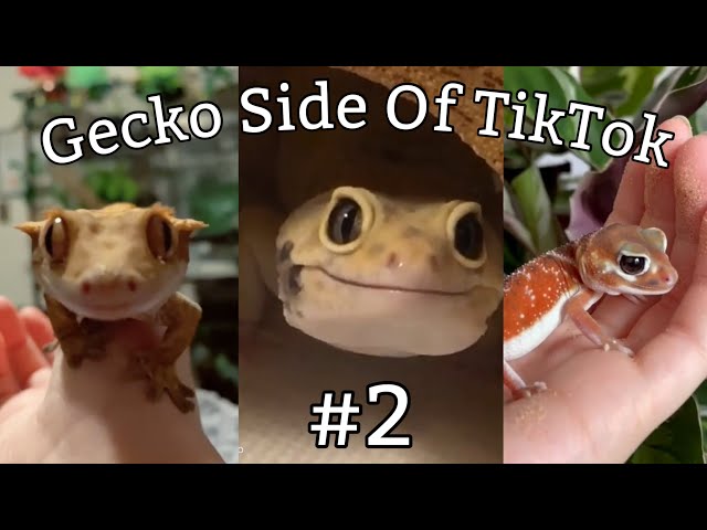 Gecko Side Of TikTok #2