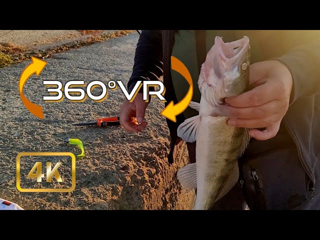 Fishing for Asp, Zander and Pike on Danube - 360° VR - 4K UHD