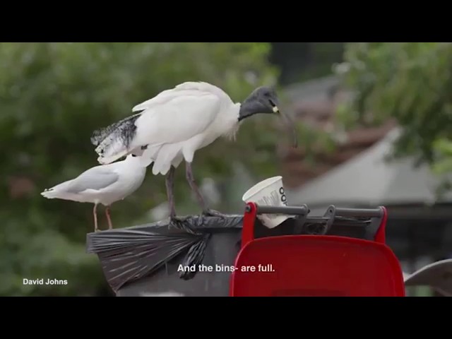 Hilarious Attenborough parody on Australia's unique 'bin chicken'