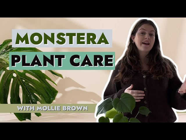 Mastering Monstera Magic: The Ultimate Guide to Thriving Monstera Plants