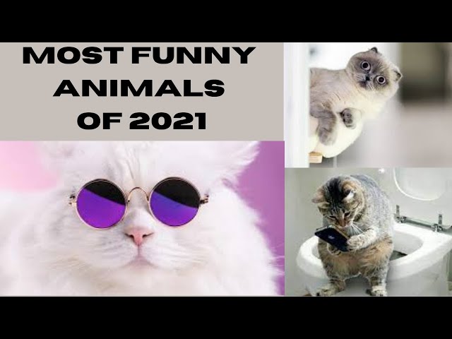 Try Not To Laugh Watching Funny Animal Fails best of the decade 2021 مقاطع تجميعية مضحكة للقطط 2021