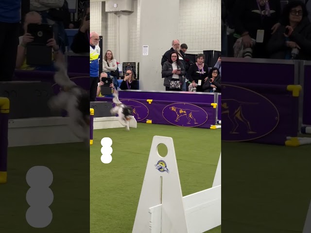 Flyball debuts at Westminster Dog Show