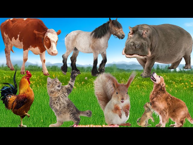 Farm Animal Sound Collection: Hippo, Horse, Cow, Chicken, Cat, Squirrel, Dog, Pig - Animal Videos