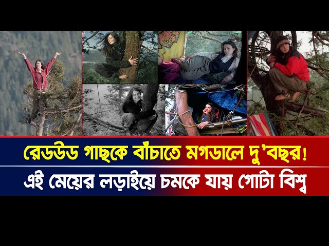 রেডউড গাছকে বাঁচাতে মগডালে দু’বছর! ২৩ বছরের মেয়ের লড়াইয়ে চমকে যায় গোটা বিশ্ব। Ajker Khobor