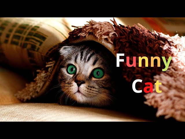 It's time for Super Laugh - Best FUNNY CAT video