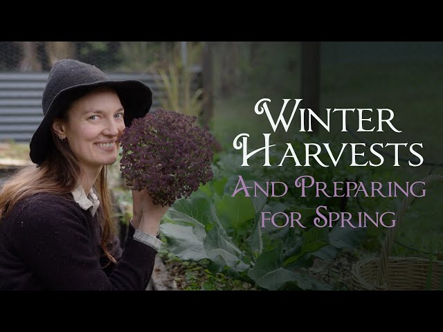 Winter Harvests & Preparing for Spring in my Permaculture Garden