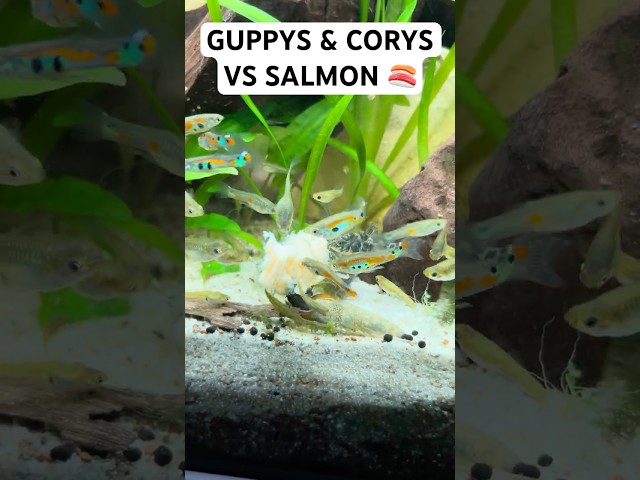 Guppys, Corydoras, Snails and Molly eating Salmon🍣