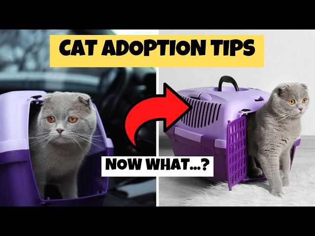 10 Things to Know AFTER Adopting a Cat