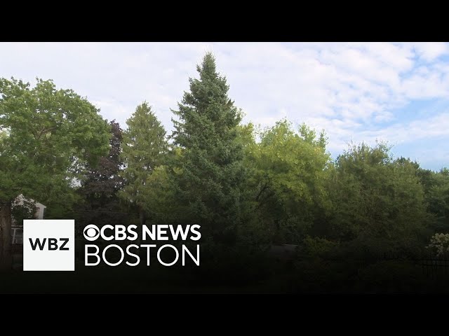 Tree planted by first grader 27 years ago in Medway stirs up nostalgia