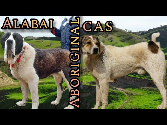 Alabai VS aboriginal Central Asian Shepherds (part II)