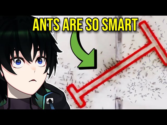 Vtuber's Shocking Discovery About ANT Intelligence!