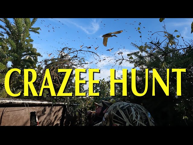 Hired to Hunt - CRAZEE COMBO  - Alberta Duck Hunt & Goose Hunt@Cabela-s #huntongaro  @Benelli_USA