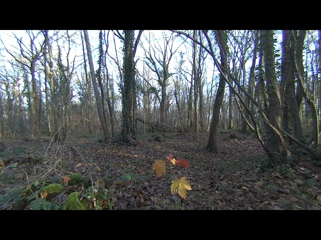 VR180 3D   8K   ALLONNES   La forêt au jour le jour   23 décembre 2024