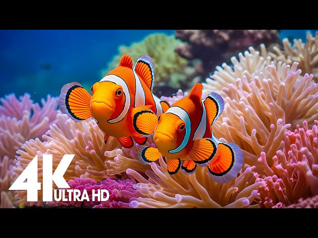 Aquarium 4k VIDEO (ULTRA HD)-Relaxing Music with Colorful Coral Reefs,Fish,and Stunning Ocean Scenes