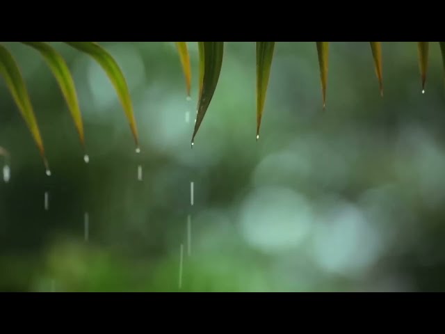 Relaxing Piano Music & Rain Sounds for Deep Sleep, Stress Relief and Anxiety