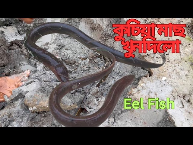 গাওৰ বিলৰ কুচিয়া মাছ ।। Eel Fish Catching Village | eel fishing |