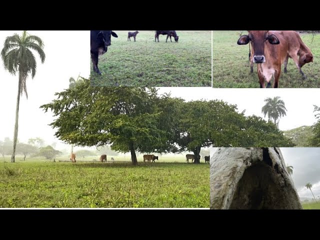 .Un Día Lluvioso en el Campo: Cuidando a Nuestro Ganado