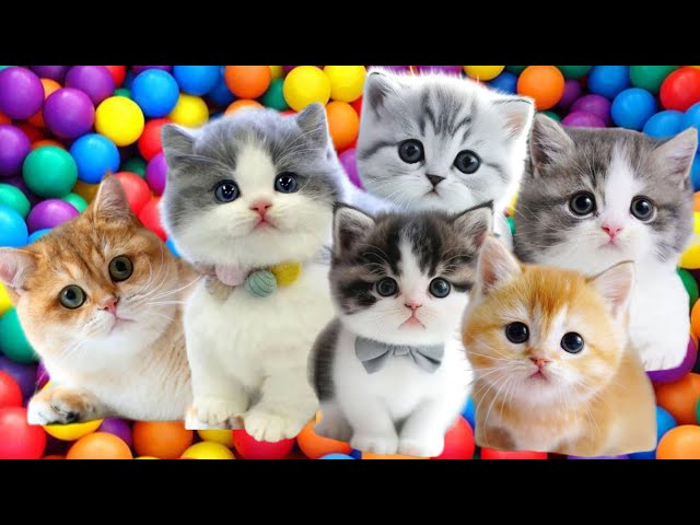 ANAK KUCING MEONG MEONG | Lagu Anak Anak | Lagu Anak Indonesia Populer Si Meong Kucing Lucu