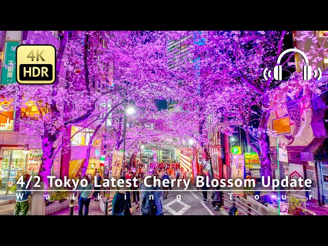 As of 4/2 - Tokyo Latest Cherry Blossom Update: Shibuya is in almost full bloom! [4K/HDR/Binaural]