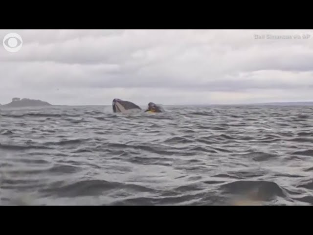 A humpback whale briefly swallows kayaker in Chilean Patagonia — and it's all captured on camera