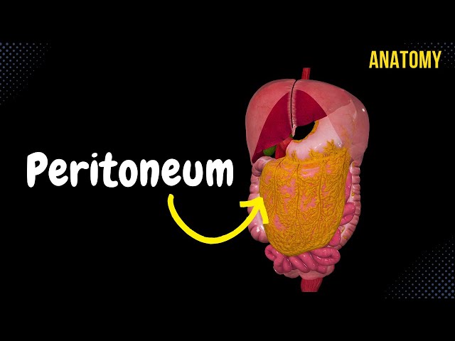 Peritoneum (Parts, Lesser & Greater Omentum, Mesentery, Peritoneal Cavity)