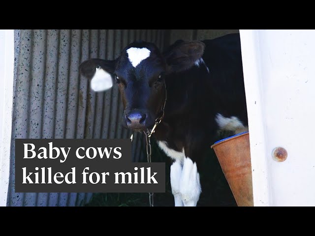 The dairy industry slaughters thousands of calves every year