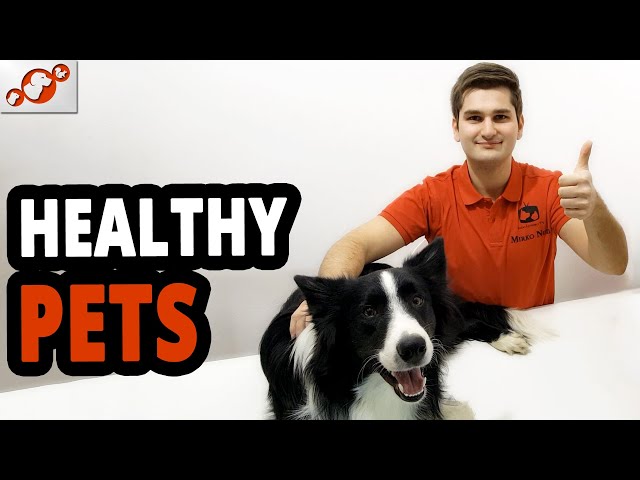 🐾 Do You Like Pets Such As Dogs & Cats? Watch Healthy Pets!