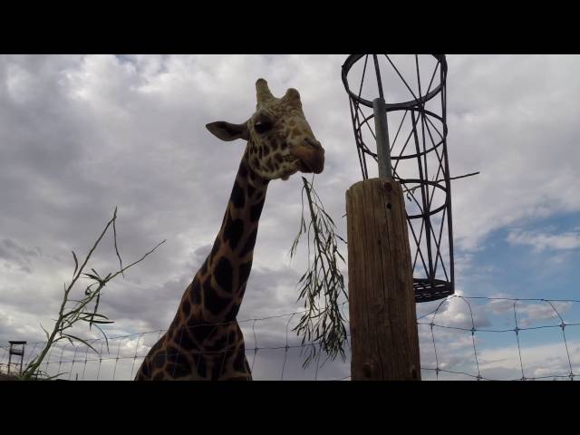 04.19.19 Feeding Giraffe