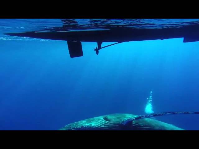 Chant des baleines sous l'eau