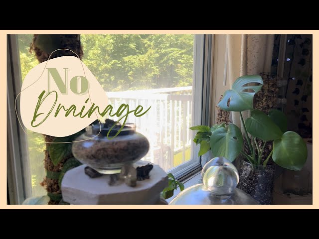 Changing my Monstera Deliciosa to no drainage | no drainage potting, diy pon, semi-hydro