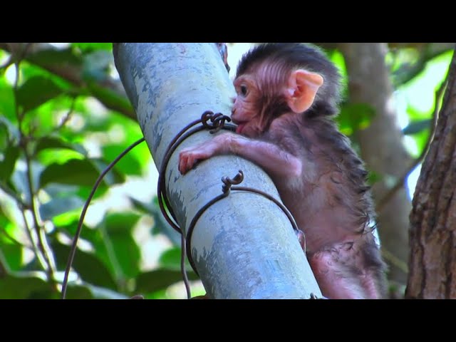 Baby Monkey Stuck in Iron Bar.