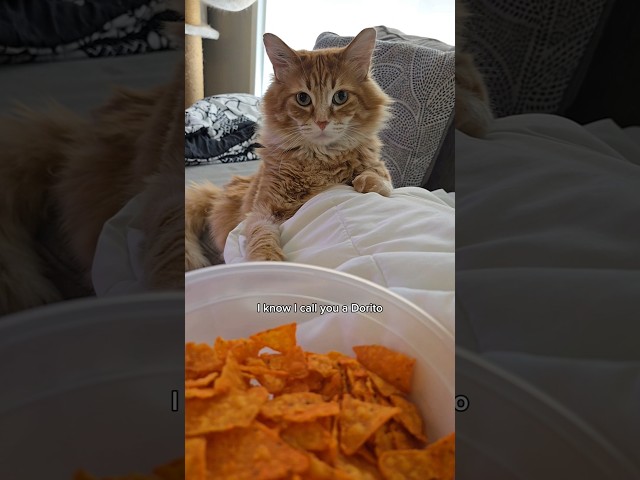 He was concerned 😅 #cat #animals #cutecat #catvideos #cute #cuteanimal #pets #catlover #cutepet