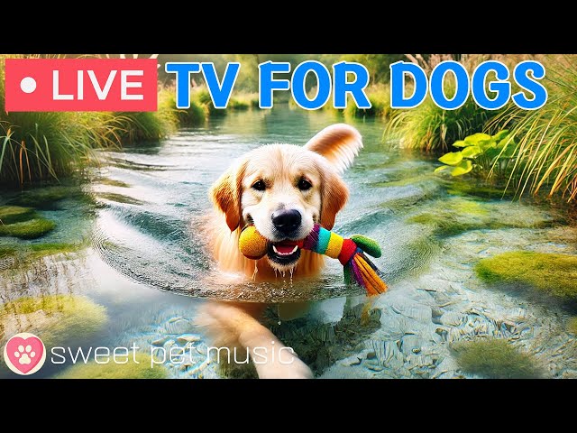 🔴 24 Hours of Dog TV🎶Relaxing Music to Relieve Dog Separation Anxiety🐾 Videos to Relieve Dog Boredom