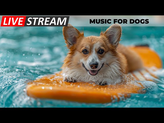 [Live] MUSIC FOR DOGS : 🎵 Dog at Home Alone! Instantly Soothe Your Anxious Dog - Piano Music For Do