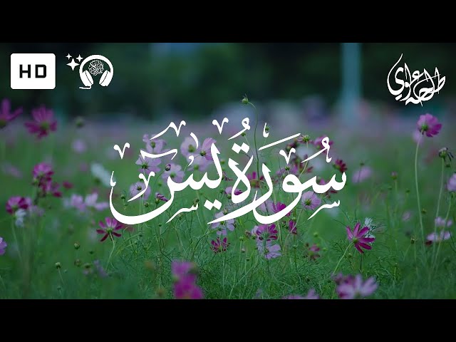 Surah Yasin (Yaseen) Full - Talha Alvi | سورة يس - طلحه علوي