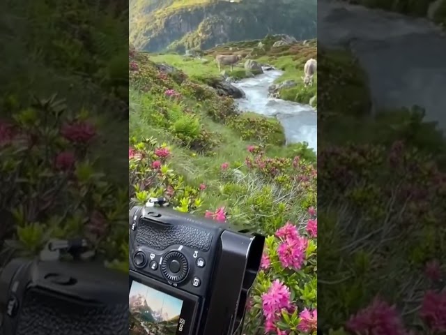 Mesmerizing Nature Views Caught on Camera! 🌿📸 #NatureLover #ScenicBeauty