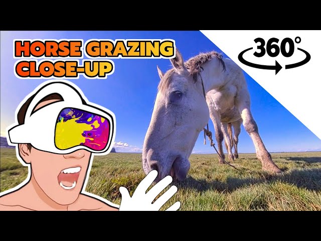 🐴 Horse Grazing Grass Close-Up | 🥽 360 Video Experience 4K