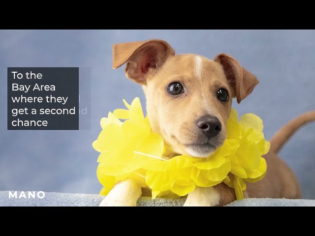 The Aloha Dog Project