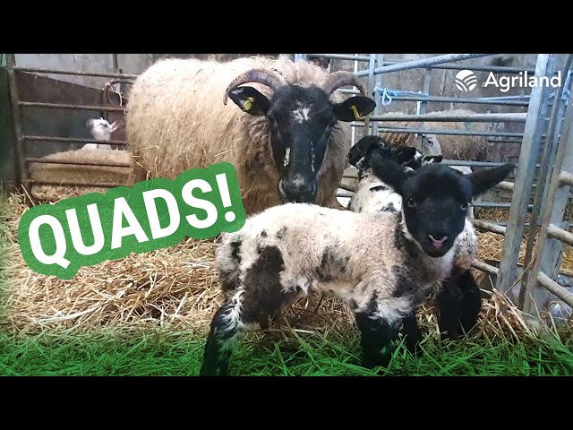 Quads and quintuplets born on Mayo sheep farm