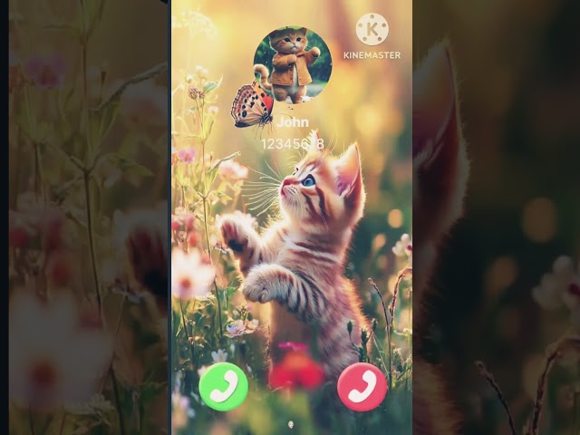 So cute cat #nadaderingtelepon #smartphone #ringtone