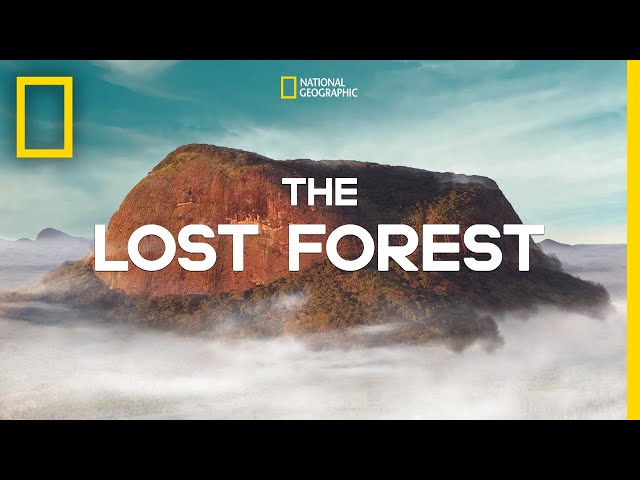 The Lost Forest | Nobel Peace Prize Shorts