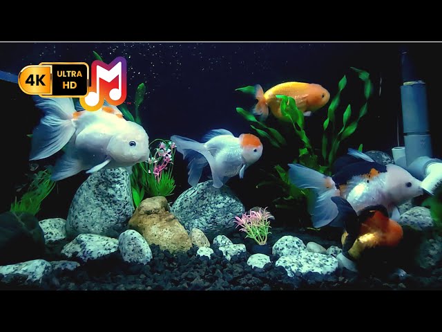 Relaxing Aquarium Video with Freshwater Fish Sounds for Sleep and Stress Relief