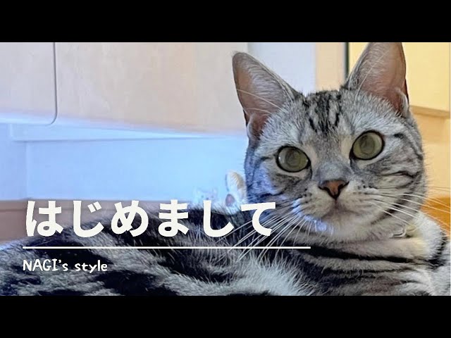 アメショー猫の自己紹介🐾YouTubeはじめました🐾~Nice to meet you~ #1